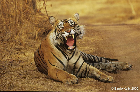 Bengal Tiger yawning.. Ranthanbhore National Park  India.