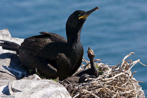 Shag.... "Phalacrocorax aristotelis" waiting in anticipation