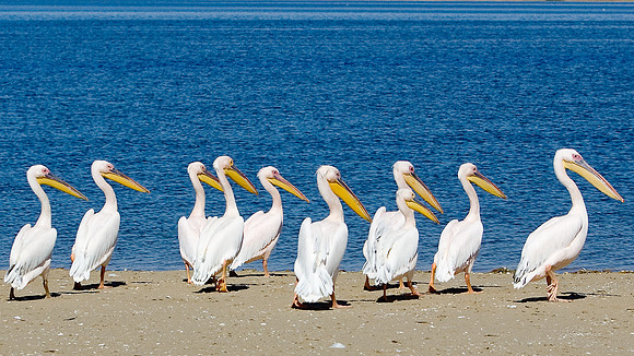 Pelicans Atlantic Coast... Namibia.