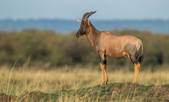 _D9R7134 ...Topi    "genus Damaliscus" .. Masai Mara Kenya.