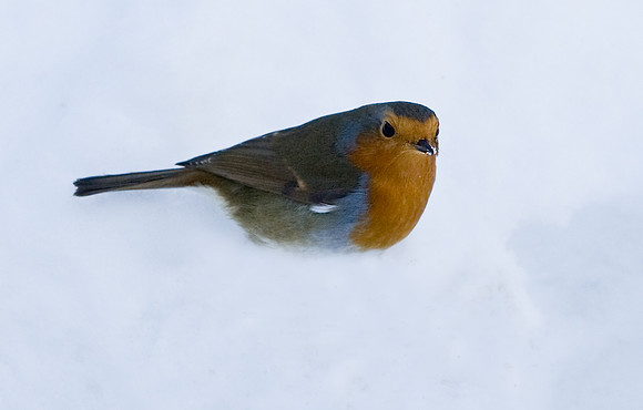 Robin in deep snow   ..... "Erithacus rubecula"