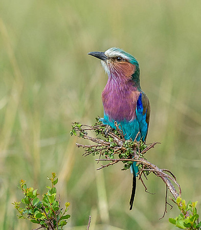 _D9R8152..Lilac-breasted Roller.."Coracias caudatus" .Masai Mara Kenya.