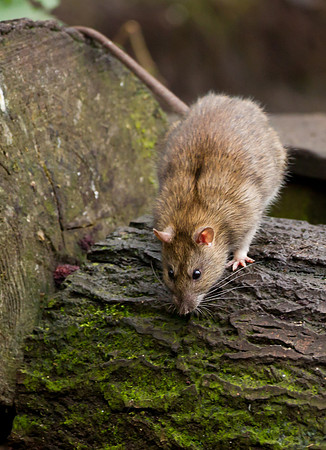Common Brown Rat ..."Rattus norvegicus"