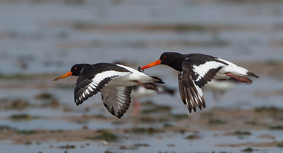 Oystercatchers...."Haematopus ostralegus"