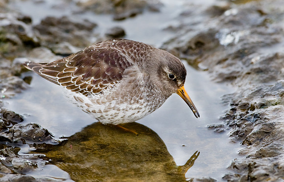 Purple Sandpiper.. "Calidris maritima"   eating a mollusc