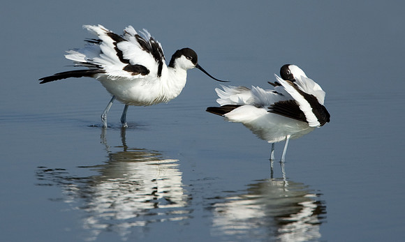 Avocets preening......"Recurvirostra avosetta"