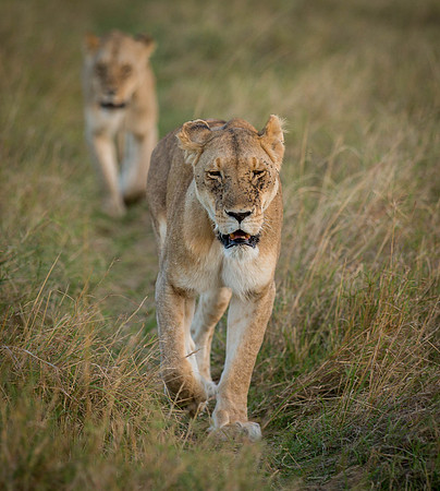 _J0A4044....Lions.. " "Panthera Leo"...female...  Masai Mara Kenya