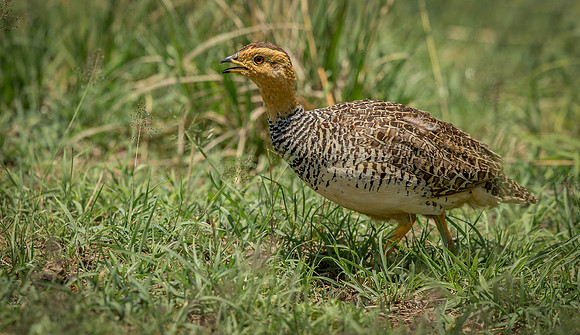 _D9R8668 ..Coqui Francolin.."Francolinus coqui" male Masai Mara Kenya.