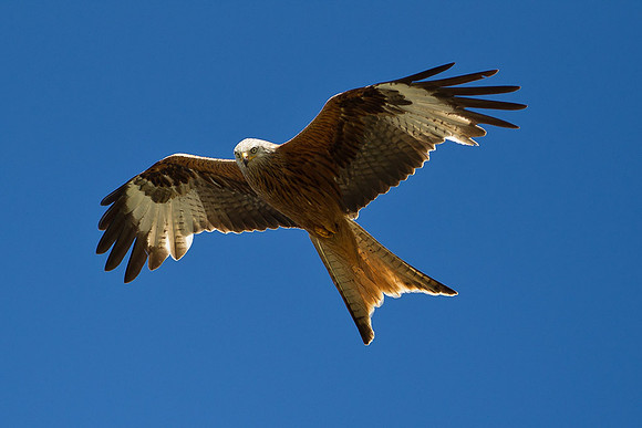 Red Kite 1......"Milvus milvus"