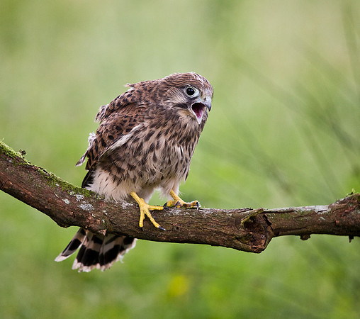Juvenile Kestrel waiting to be fed