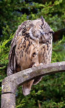 European Eagle Owl... "Bubo bubo"... stretching