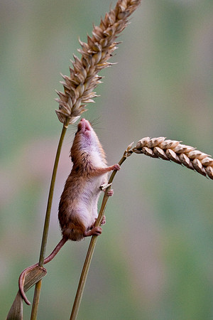 New Images of Harvest Mice....... "Micromys minutus"