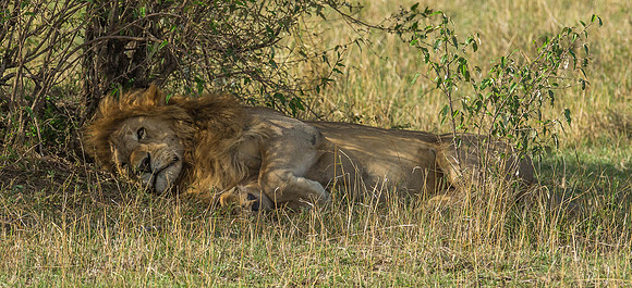 _J0A2028 Lion ... "..."Panthera Leo"..Masai Mara Kenya.