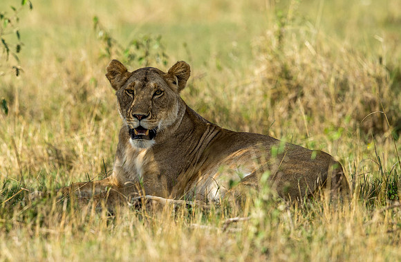 _D9R6340.... Lioness.... "Panthera Leo"...Masai Mara Kenya.