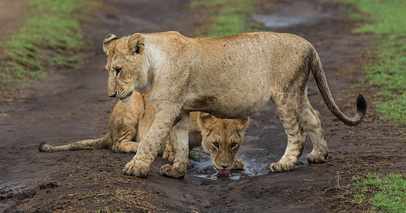 _J0A1151..Lions.. " "Panthera Leo"...Masai Mara Kenya.