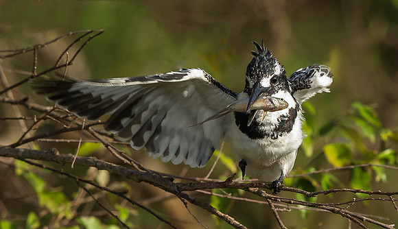_D9R7185... Pied Kingfisher..."Ceryle rudis".. Female  Masai Mara Kenya.