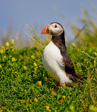 Puffin ...."Fratercula arctica" Farne Islands
