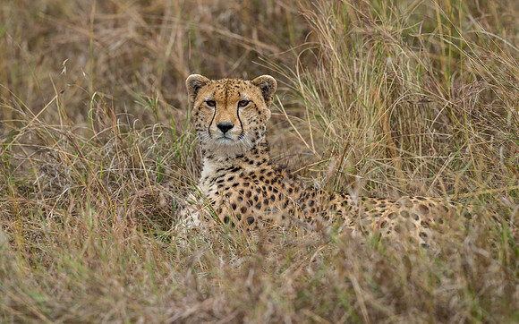 _D9R4147 ..Cheetah .. "Acinonyx jubatus".. Male .. Masai Mara Kenya.