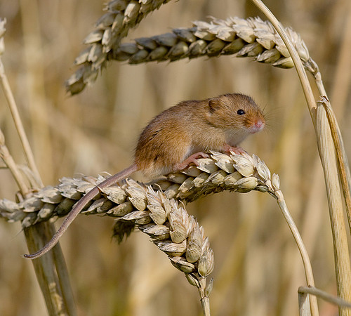 Harvest Mouse .... "Micromys minutus"  on cereal crop