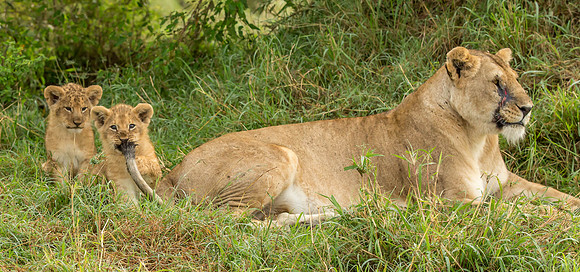 _J0A2602 .. Lioness .."Panthera Leo".. Tail pulling .. Masai Mara Kenya.