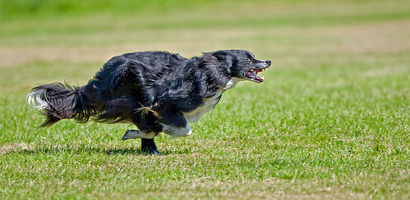 The chase is on