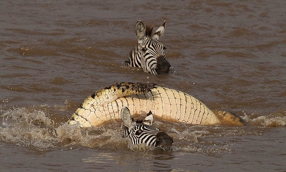 _D9R2661 ..Burchells  Zebras...."Equus quagga" Masai Mara Kenya.