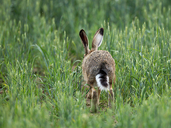 Brown Hare .... "Lepus capensis" This is the Image you normally see when photographing the Hare.
