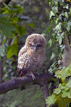Newly fledged Tawny Owl