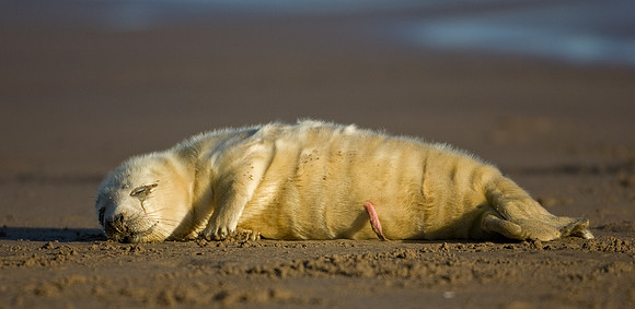 Grey Seal pup