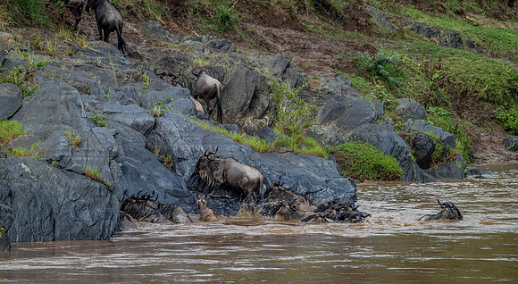 _D9R4710.. Wildebeest...."Connochaetes taurinus"..Masai Mara