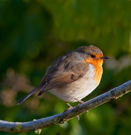 Robin in winter plumage   ..... "Erithacus rubecula"