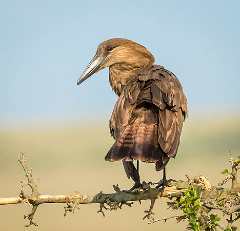 _D9R6847.. Hamerkop ..."Scopus umbretta ... Masai Mara Kenya