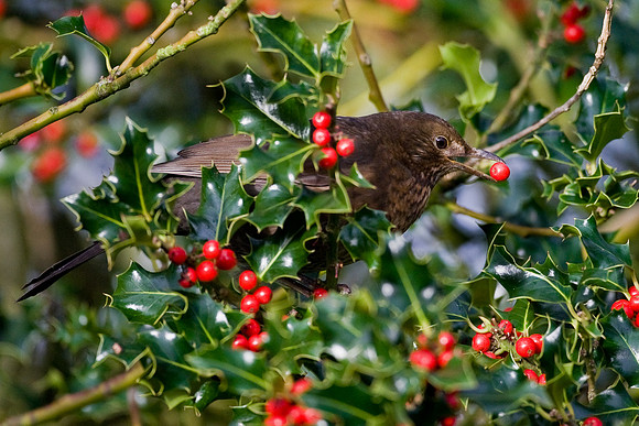 _11R0740 ...Blackbird eating berries...."Turdus merula" male.