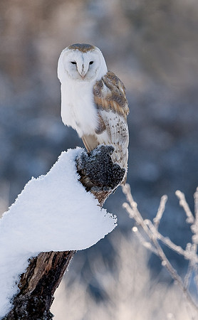 Barn Owl in snow