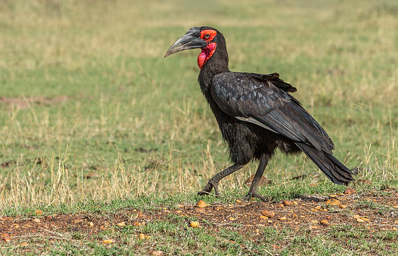 _J0A1417 ..Southern Ground Hornbill.."Bucorvus leadbeateri" .. Masai Mara Kenya.