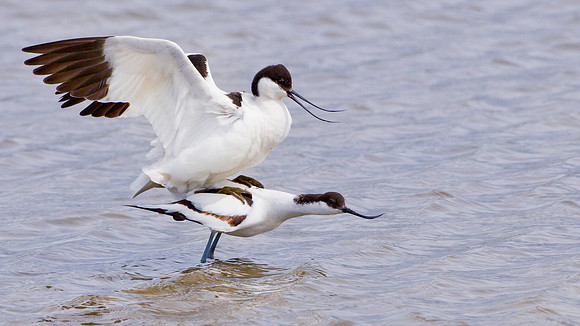 Avocets mating