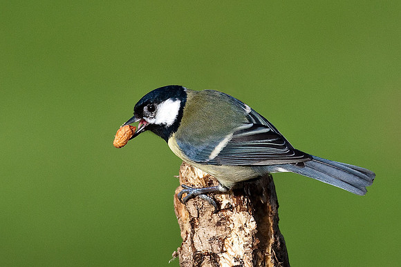Great Tit...."Parus major"