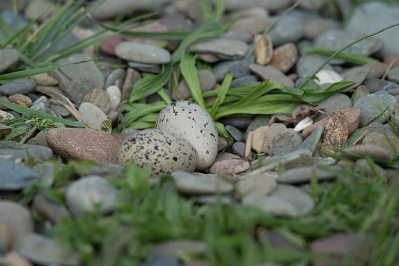 _D9R0647...Oystercatcher .."Haematopus ostralegus" ..Oystercatchers nest with eggs.