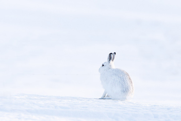 Mountain Hare  Cairngorms ...." Lepus timidus"   almost invisible