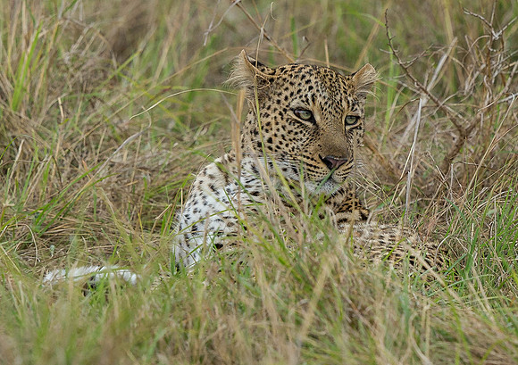 _D9R4059 Leopard ... "Panthera pardus" Masai Mara Kenya