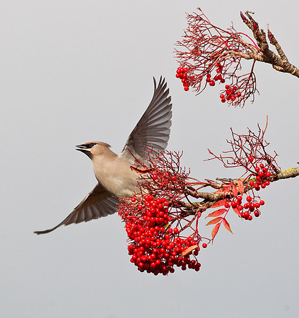 Waxwing