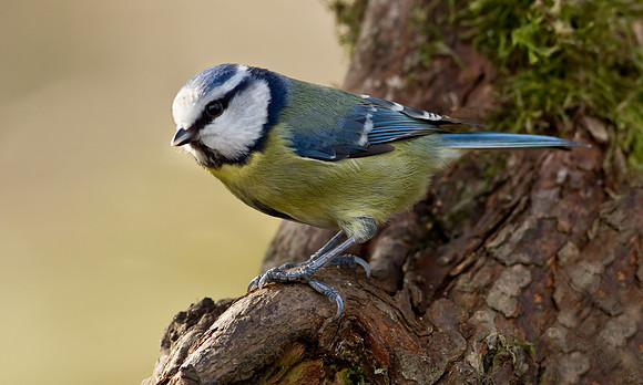 Blue Tit ... "Parus caeruleus"