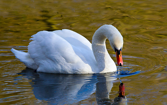 Mute Swan  ..... "Cygnus olor"