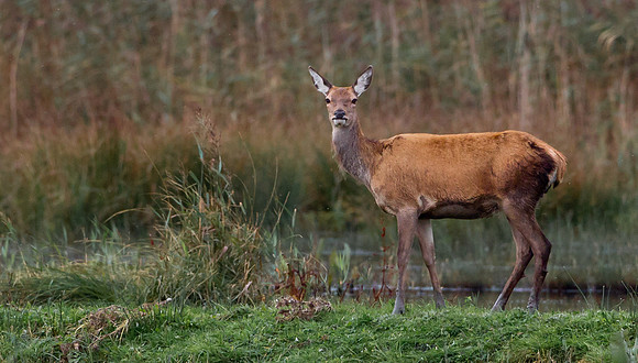Red Deer Hind .."Cervus elaphus" In early morning light, during the rutting season.