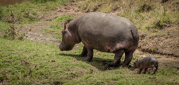 _D9R1339-Edit...Hippopotamus... "Hippopotamus amphibius" with baby ..Masai Mara Kenya
