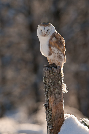 Barn Owl.