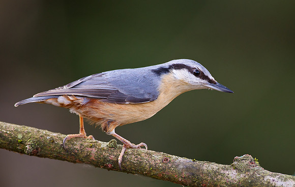 Nuthatch...... "Sitta europaea"