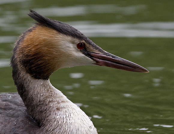Great Crested Grebe in portrait   ...." Podiceps cristatus"
