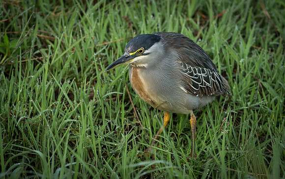 _D9R7070 ... Green  Heron ...", Butorides virescens"  Juvenile.. Masai Mara Kenya.
