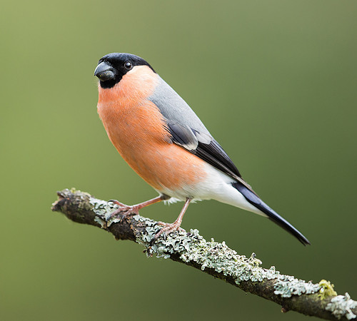_J0A7599.....-Bullfinch ..."Pyrrhula pyrrhula" .. male.